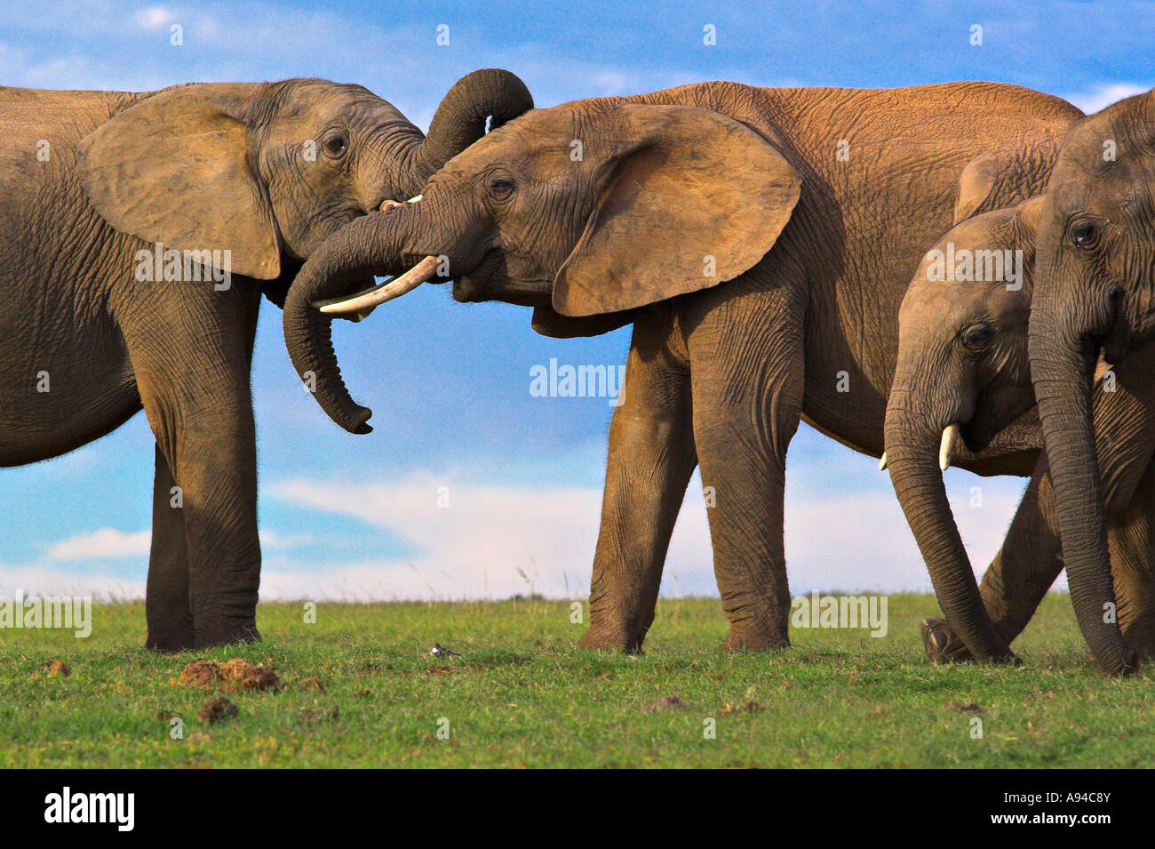 Two elephants play fighting while two others watch on Addo Elephant Park Eastern Cape South Africa Stock Photo