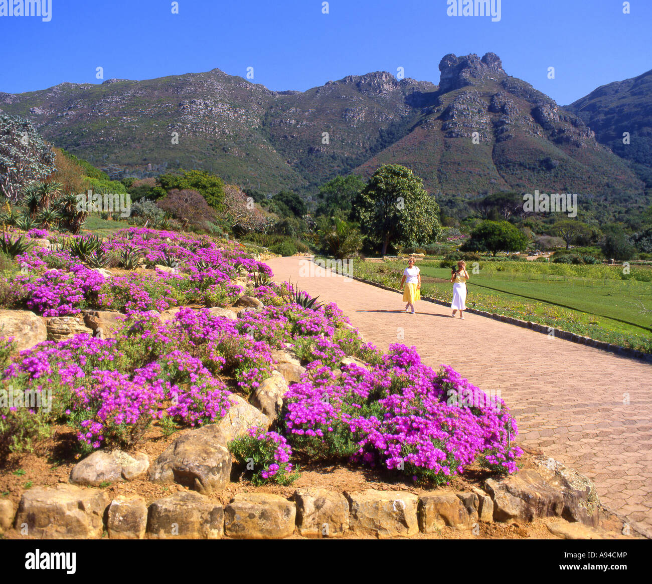 Kirstenbosch National Botanic Garden In Cape Town Western Cape South 