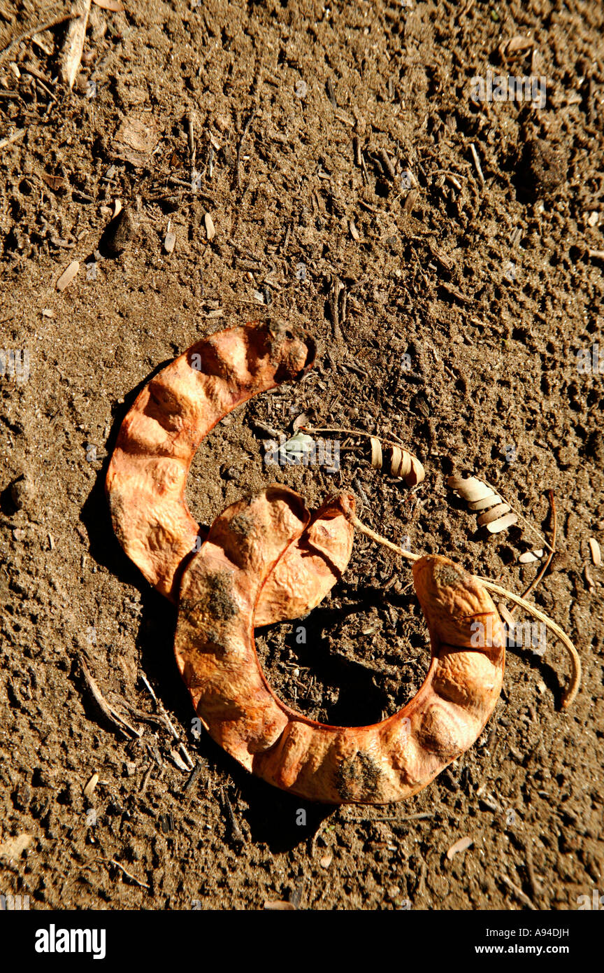 Seed pods faidherbia albida tree hires stock photography and images
