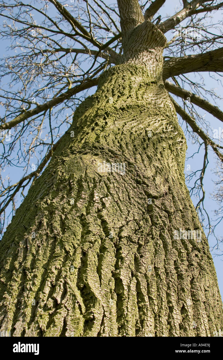 Close up of Common ash tree fraxinus excelsior Stock Photo
