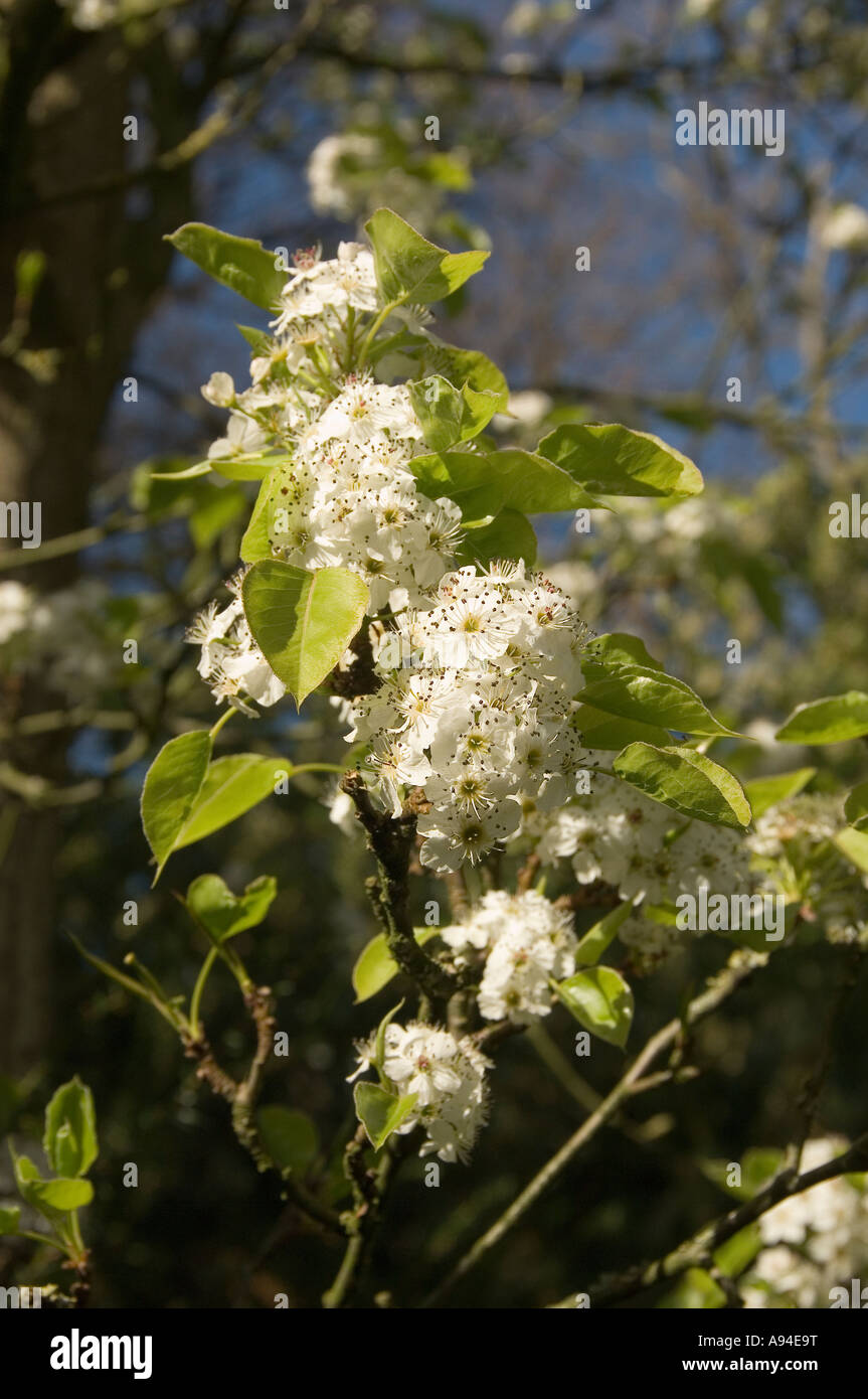 Close up of spring blossom England UK United Kingdom GB Great Britain Stock Photo