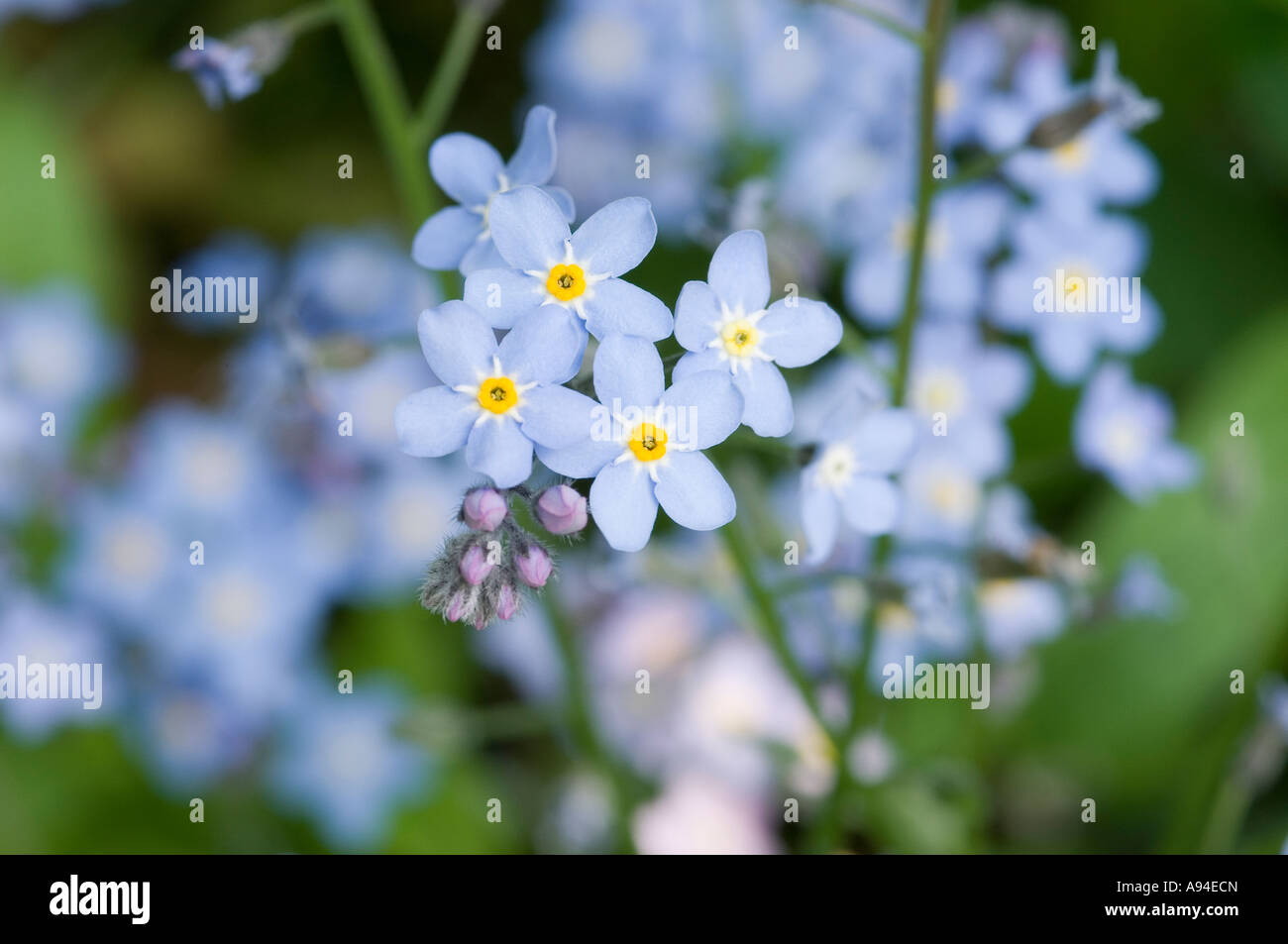 Forget me not flowers blue flower close up flowering growing in spring England UK United Kingdom GB Great Britain Stock Photo