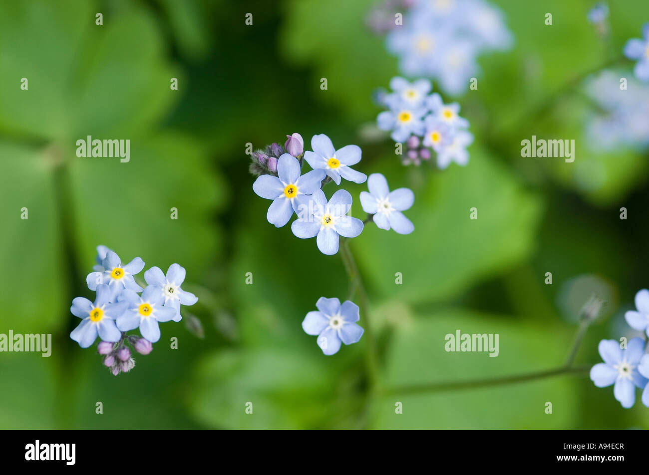 Close up of Blue forget me not flowers flower flowering in spring myosotis England UK United Kingdom GB Great Britain Stock Photo