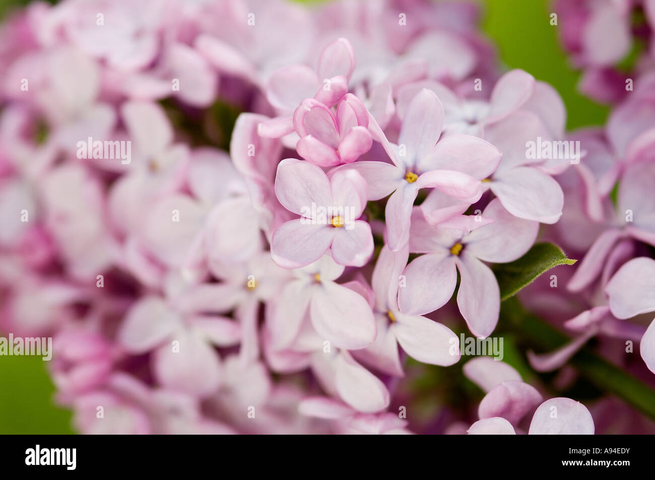 Close up of Lilac flowers flower flowering in spring syringa vulgaris England UK United Kingdom GB Great Britain Stock Photo