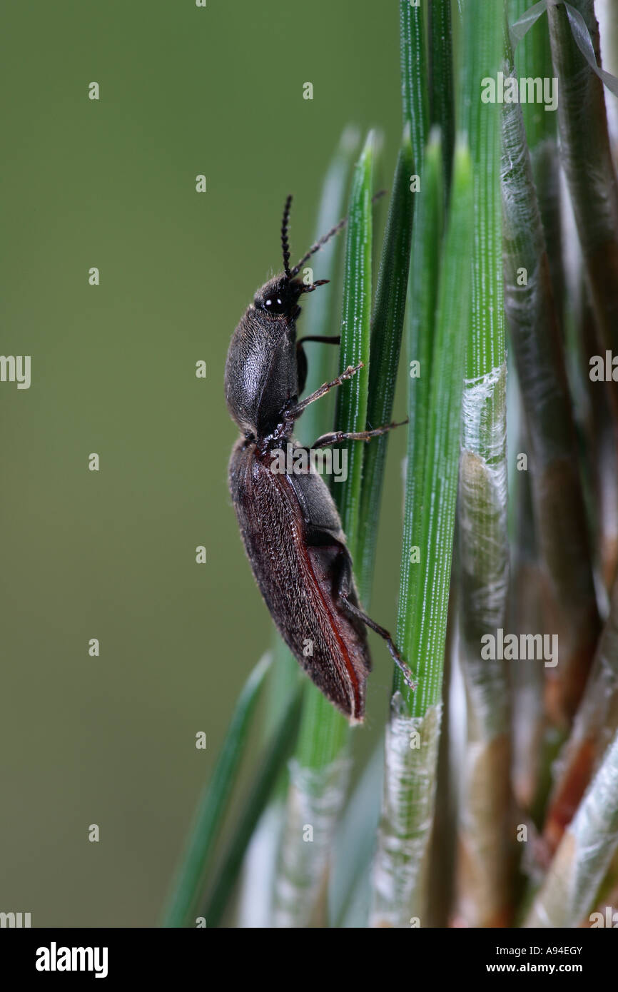 Athous haemorrhoidalis click beetle on Scots pine potton bedfordshire Stock Photo
