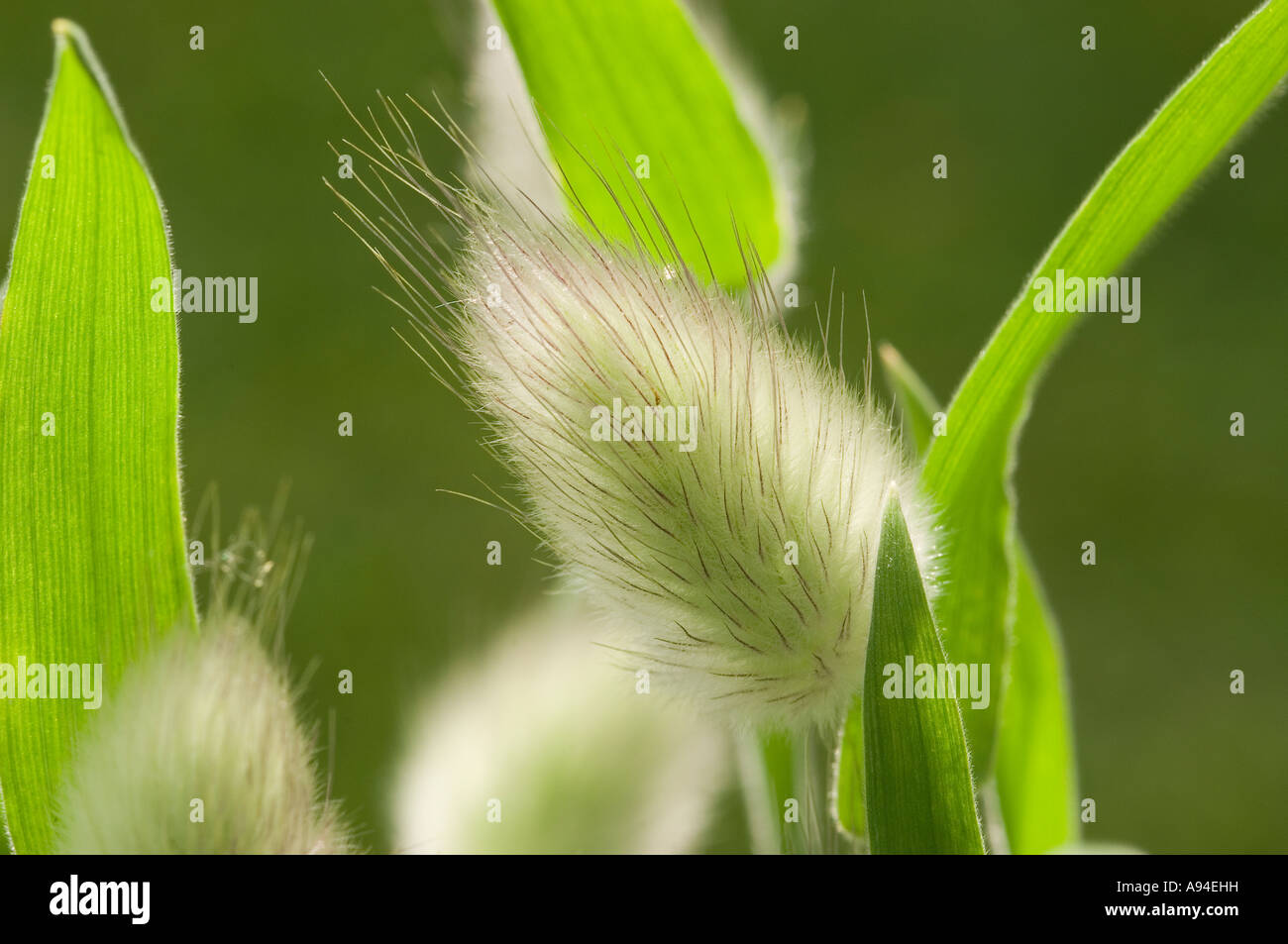 Close up of Lagurus ovatus poaceae hares tail grass grasses England UK United Kingdom GB Great Britain Stock Photo