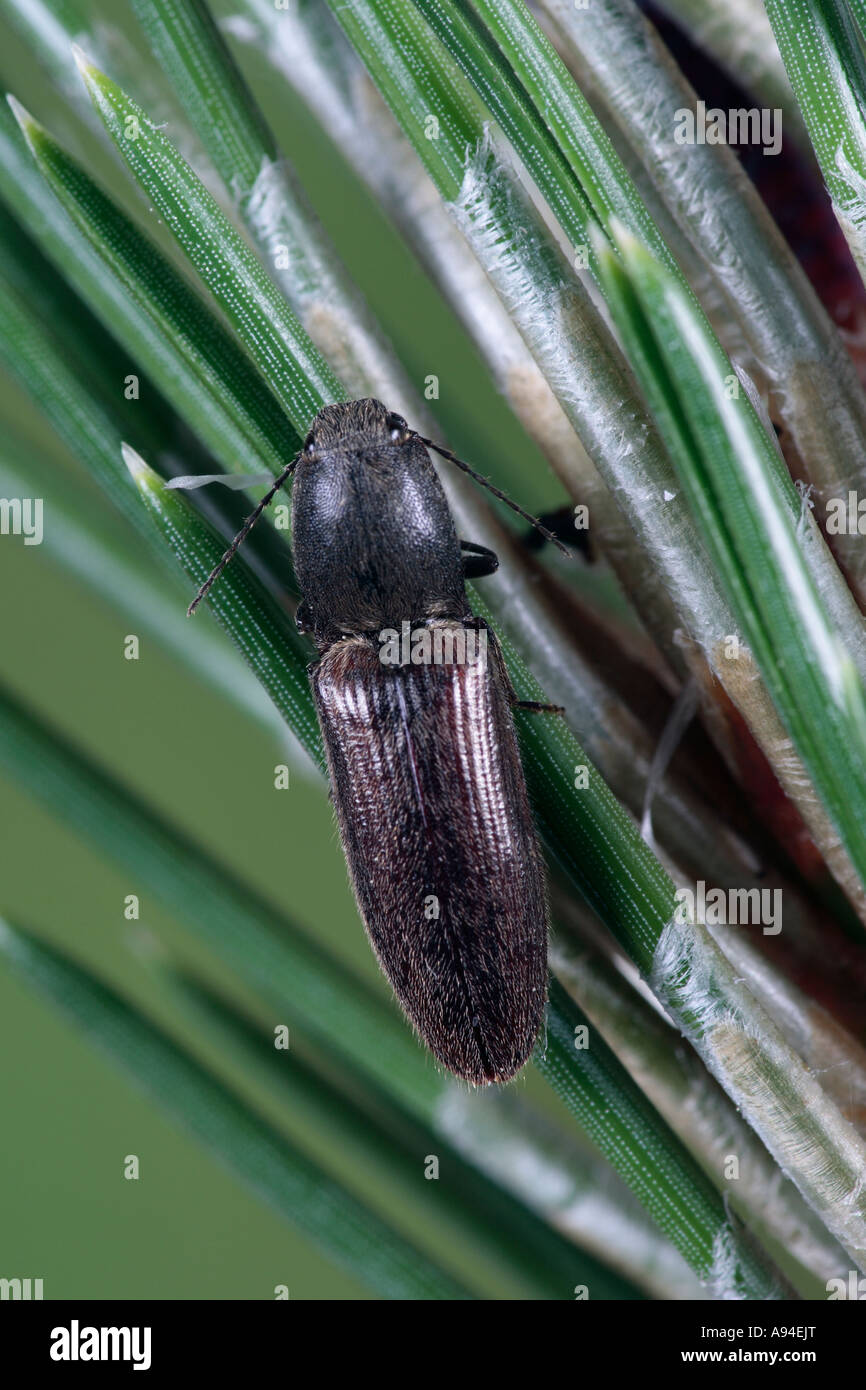 Athous haemorrhoidalis click beetle on Scots pine potton bedfordshire Stock Photo