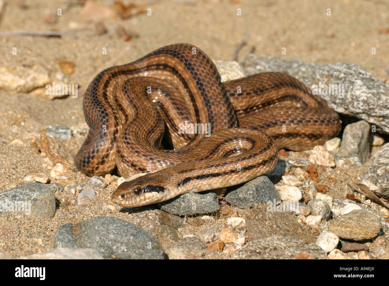 Four lined Snake ,Elaphe quatuorlineata Stock Photo