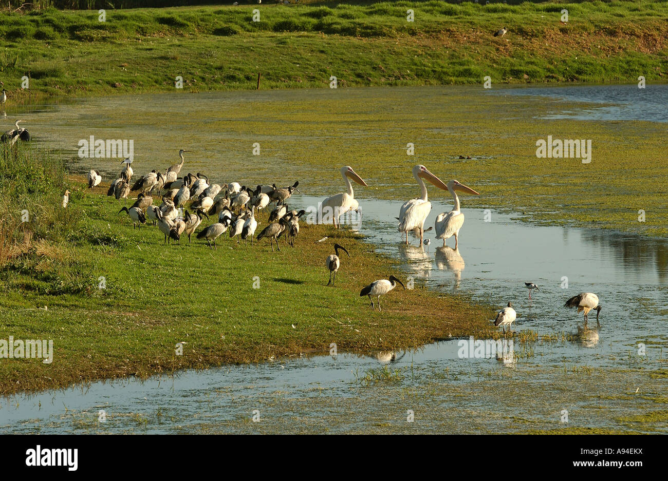 Great White Pelicans resting on the banks of a dam in a large group together with some sacred ibis Stock Photo