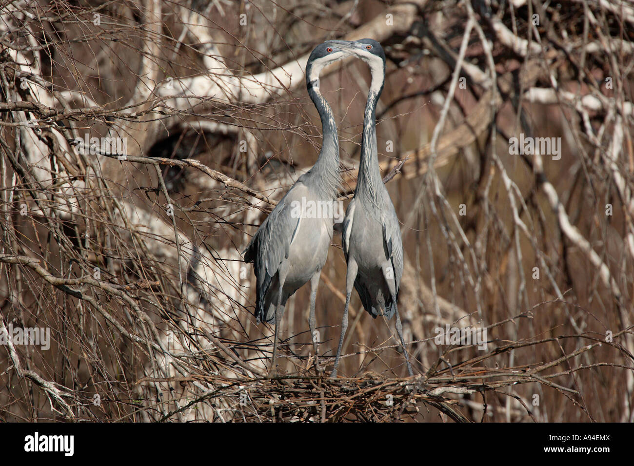 Two nearly full grown Black headed Herons at their nest Stellenbosch