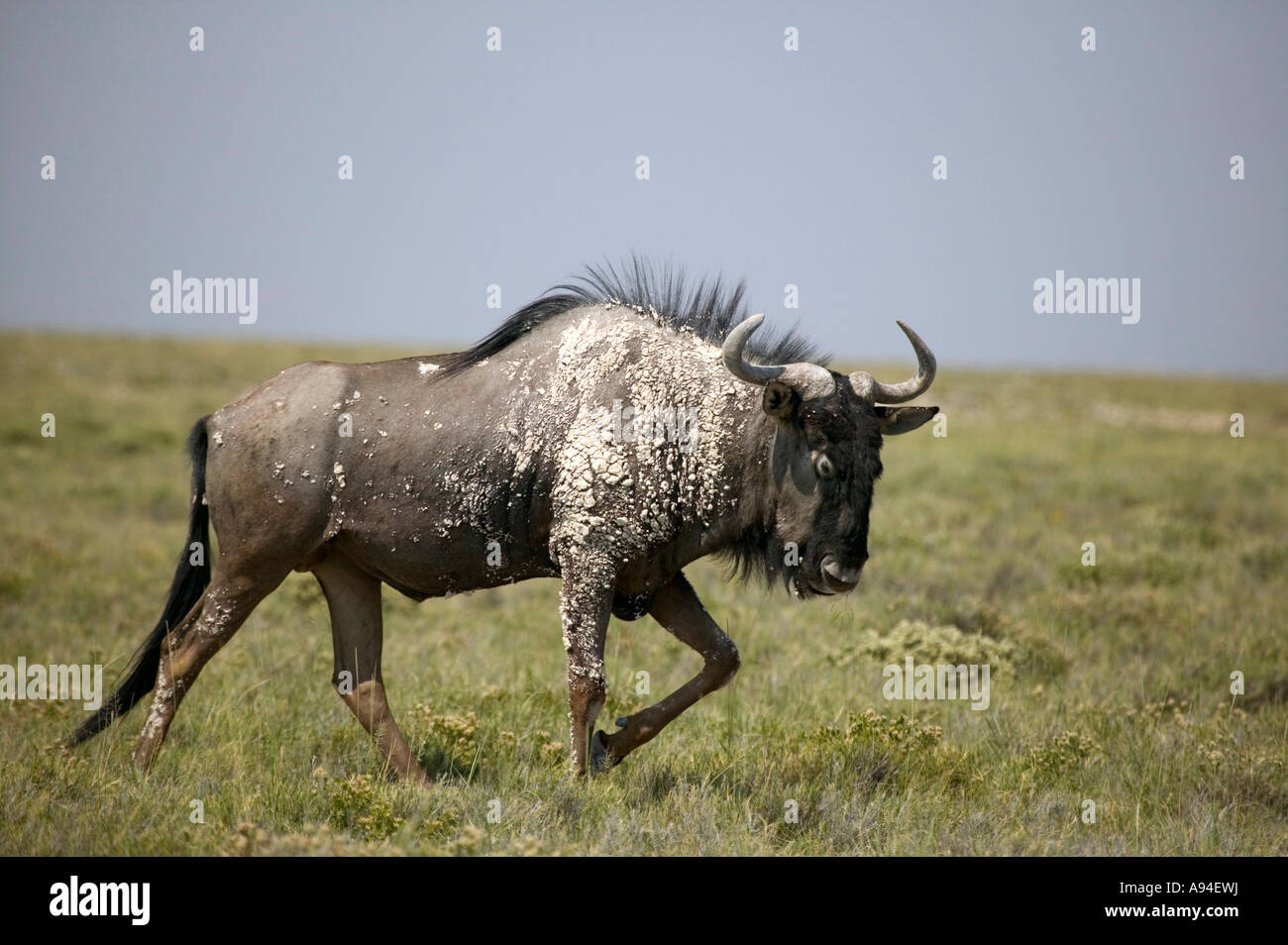 A dominant Blue Wildebeest brindled gnu patrolling his territory his fore covered in white sand from horning a termite mound Stock Photo