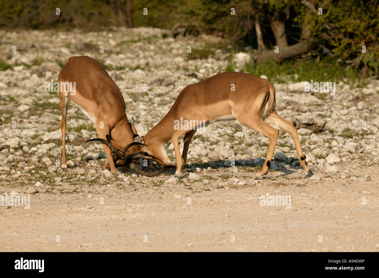 Sparring Rams Black faced Impala rams sparring Etosha Namibia Stock Photo - Alamy