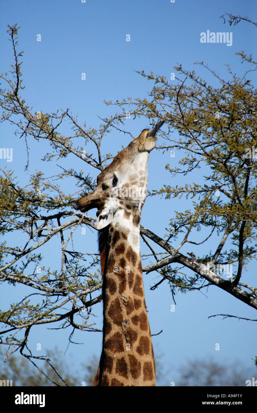 Giraffe stretching up to reach the leaves on the uppermost branches of