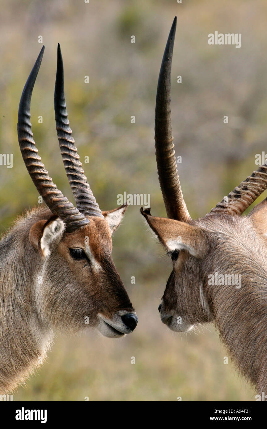 Sparring Rams Facing challenge concept hi-res stock photography and images - Alamy