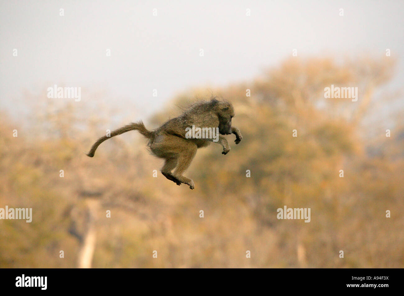 Baboon in mid descent after leaping from a tree Sabi Sand Game Reserve Mpumalanga South Africa Stock Photo
