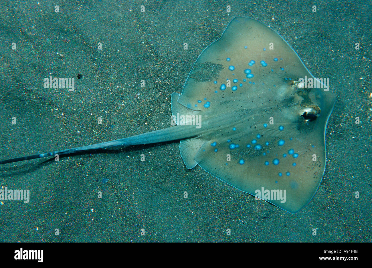 bluespotted stingray under water, Neotrygon kuhlii Stock Photo