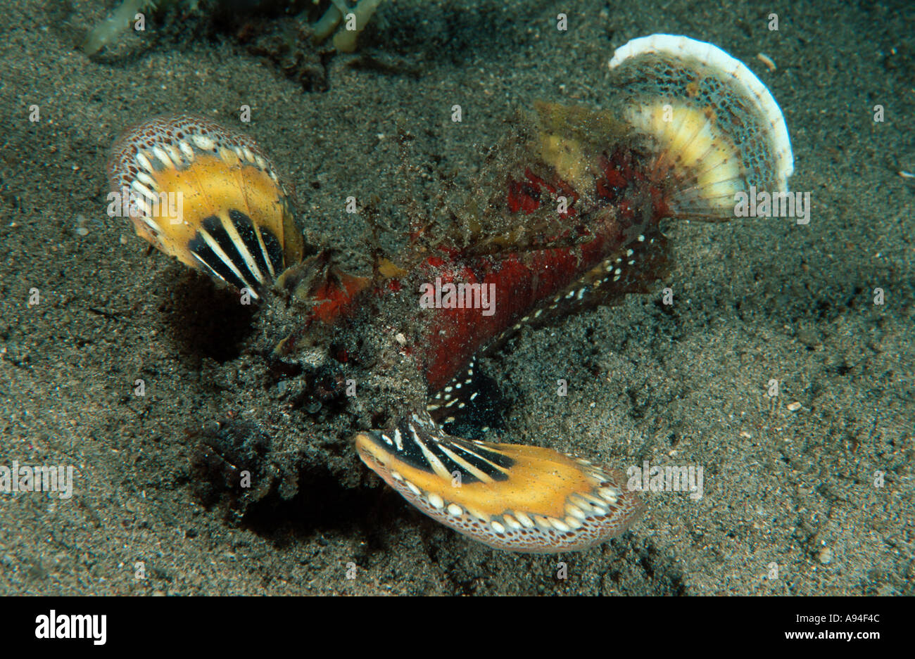 Filament devilfish under water Inimicus filamentosus Stock Photo