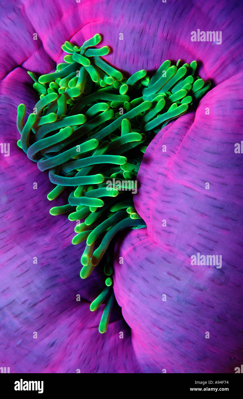 colorful sea anemone underwater, Cnidaria Maldives Stock Photo