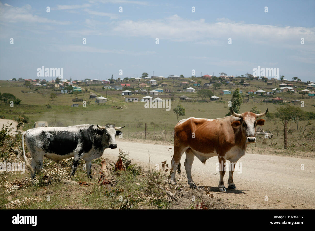 Two oxen at the side of a dust road in the Transkei with an informal settlement in the background Transkei Stock Photo