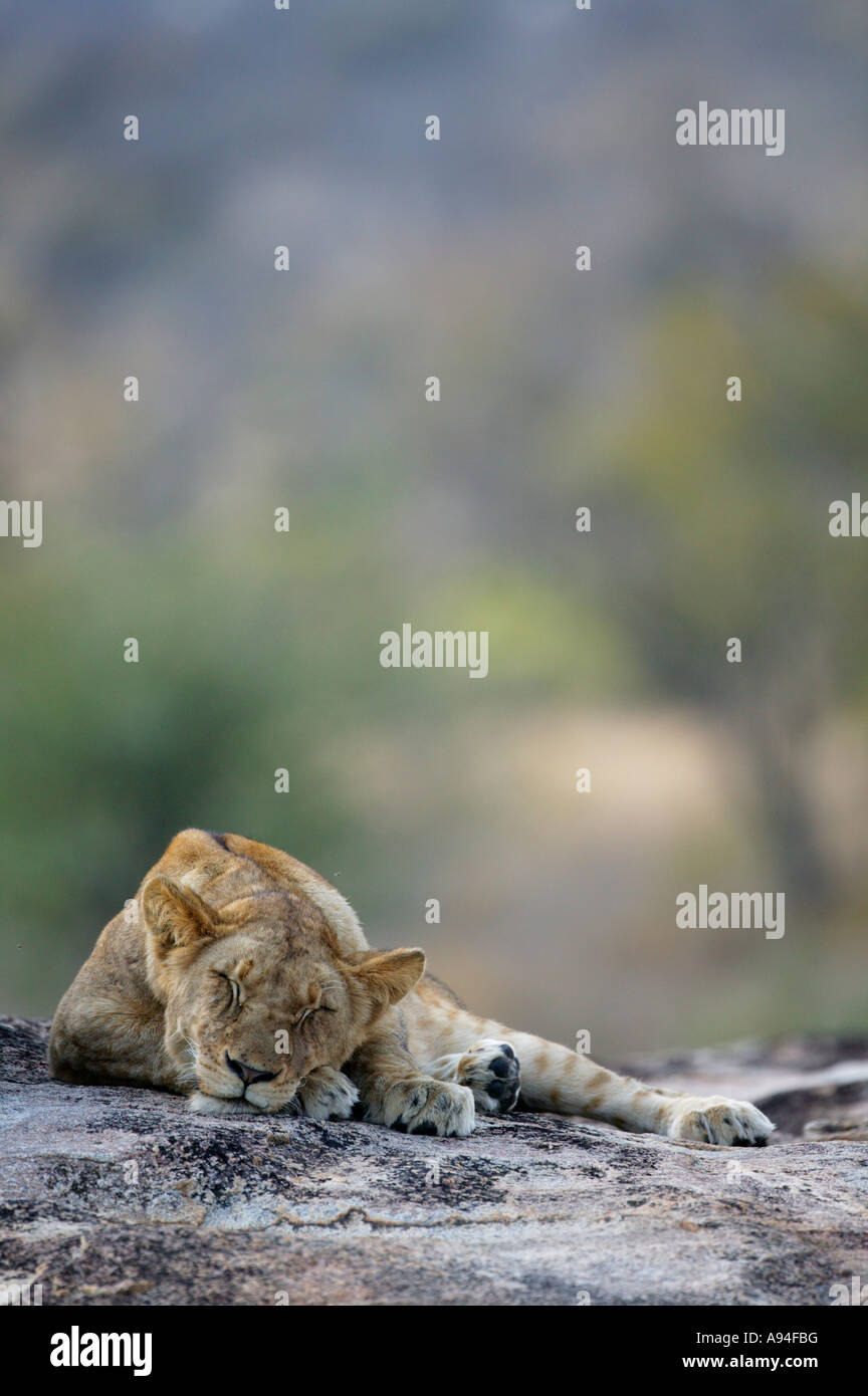 Lioness fast asleep with eyes shut tight on a granite boulder in the bushveld Sabi Sand Game Reserve Mpumalanga South Africa Stock Photo