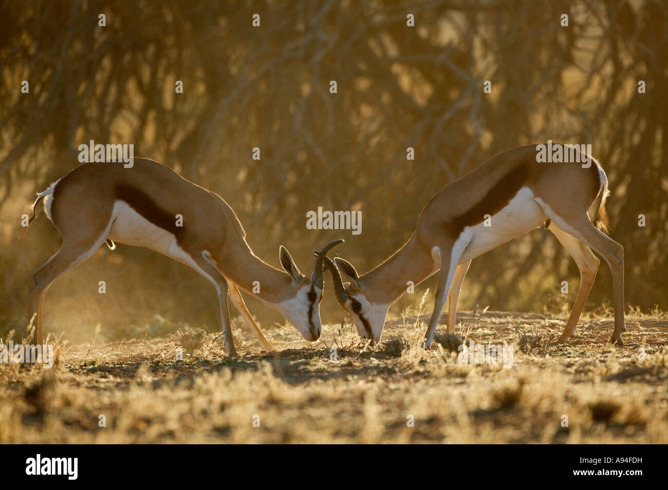 Two springbok rams facing one another backlit in the early morning sun Kgalagadi Transfrontier Park South Africa Stock Photo