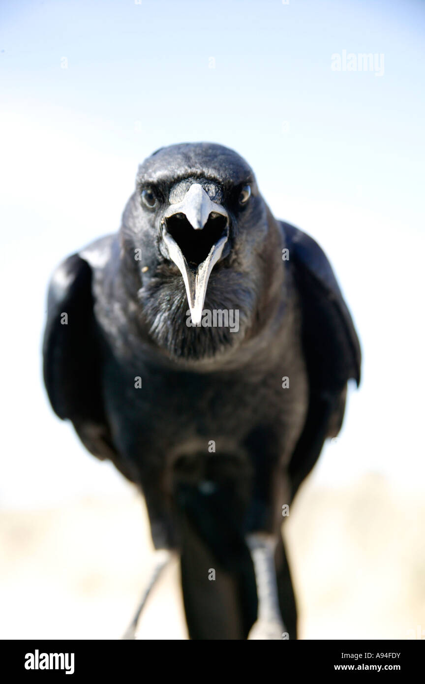 Squawking crow hires stock photography and images Alamy