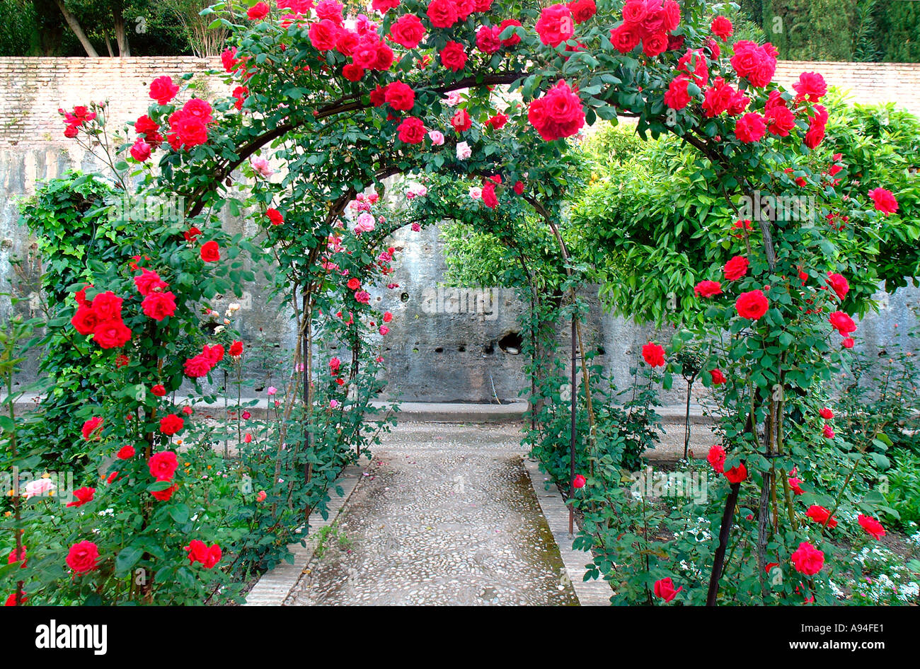 Roses in the Garden of the Generalife Alhambra Palace Granada Stock