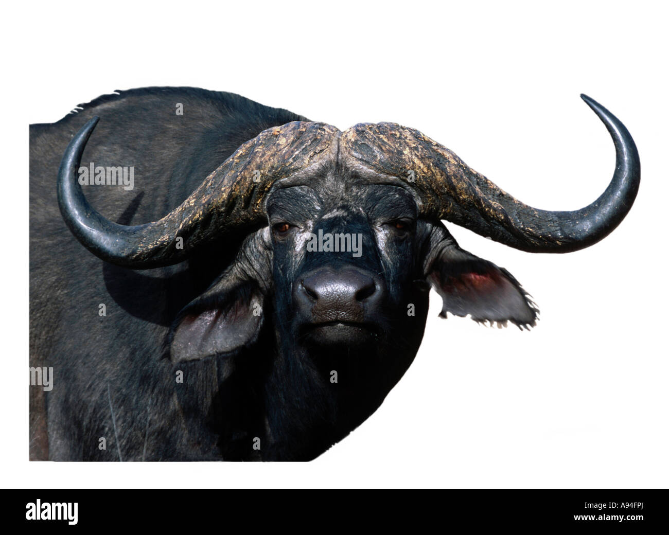 a Cape Buffalo with impressive horns Sabi Sand Game Reserve Mpumalanga South Africa Stock Photo - Alamy