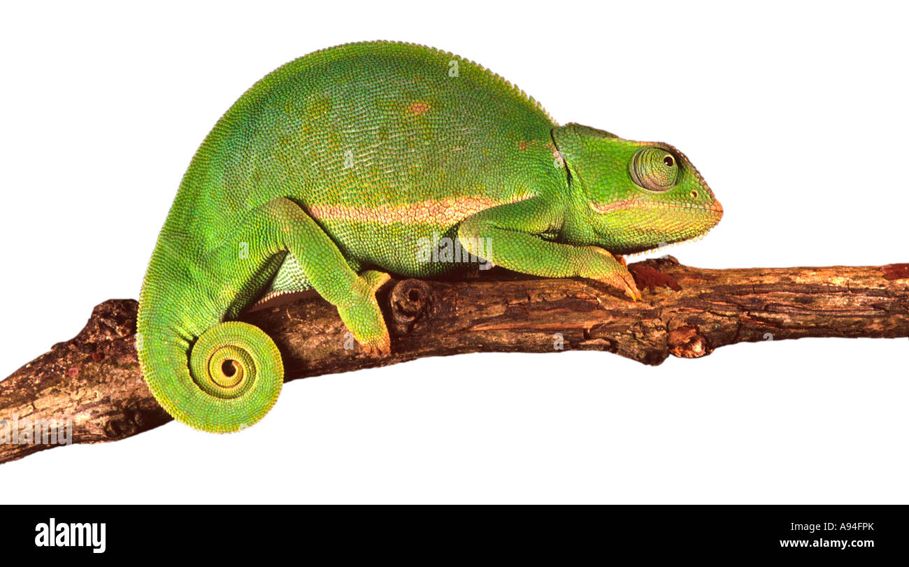 Chameleon on a branch South Africa Stock Photo