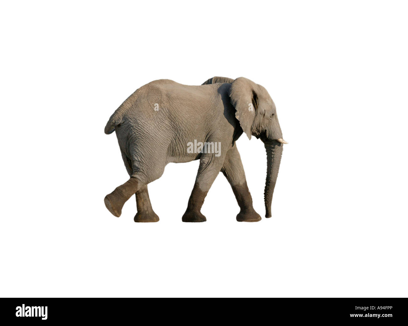 Elephant bull Loxodonta africana with small tusks Sabi Sand Game Reserve Mpumalanga South Africa Stock Photo