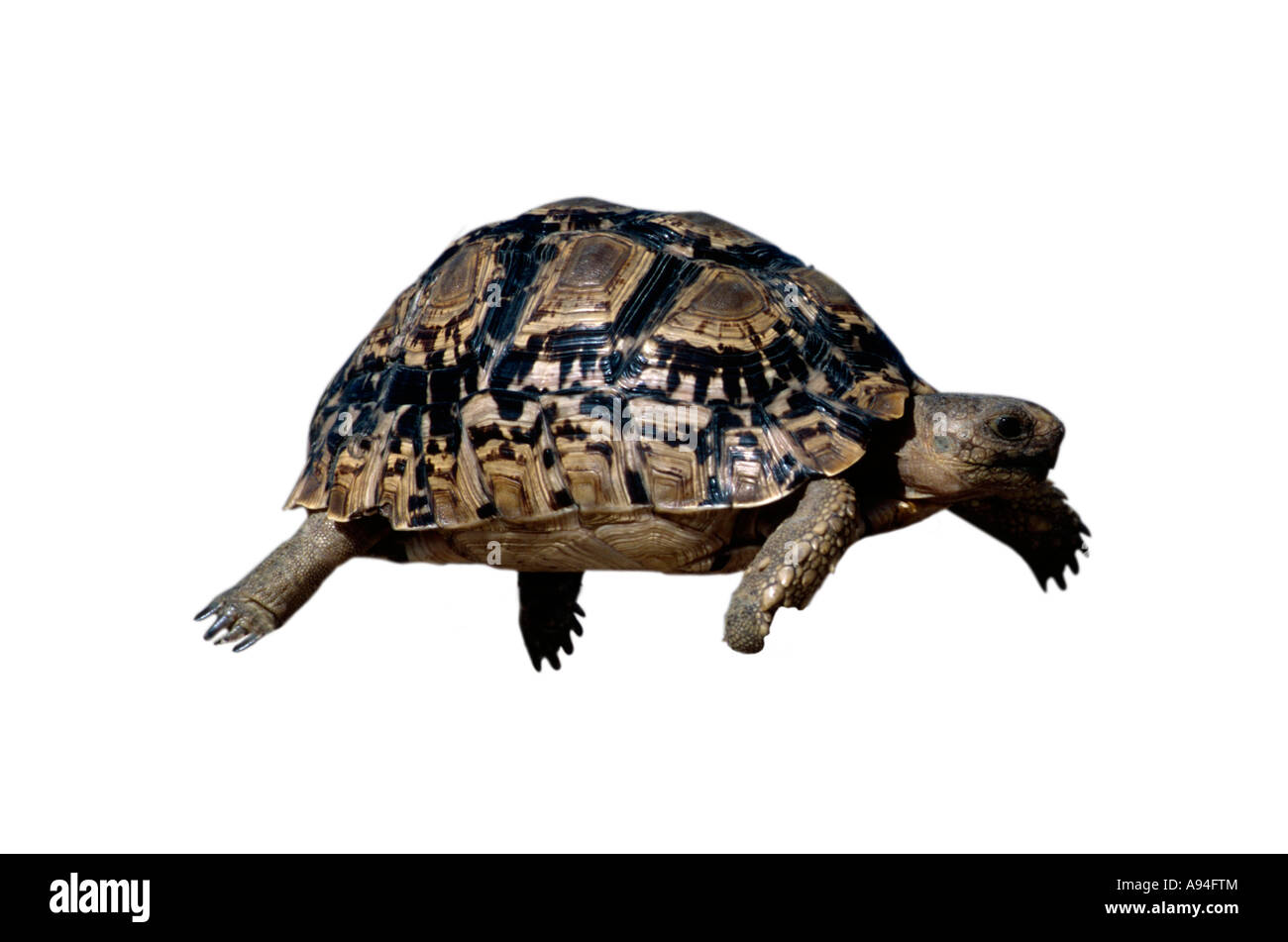 A leopard tortoise taking a step Sabi Sand Game Reserve Mpumalanga South Africa Stock Photo