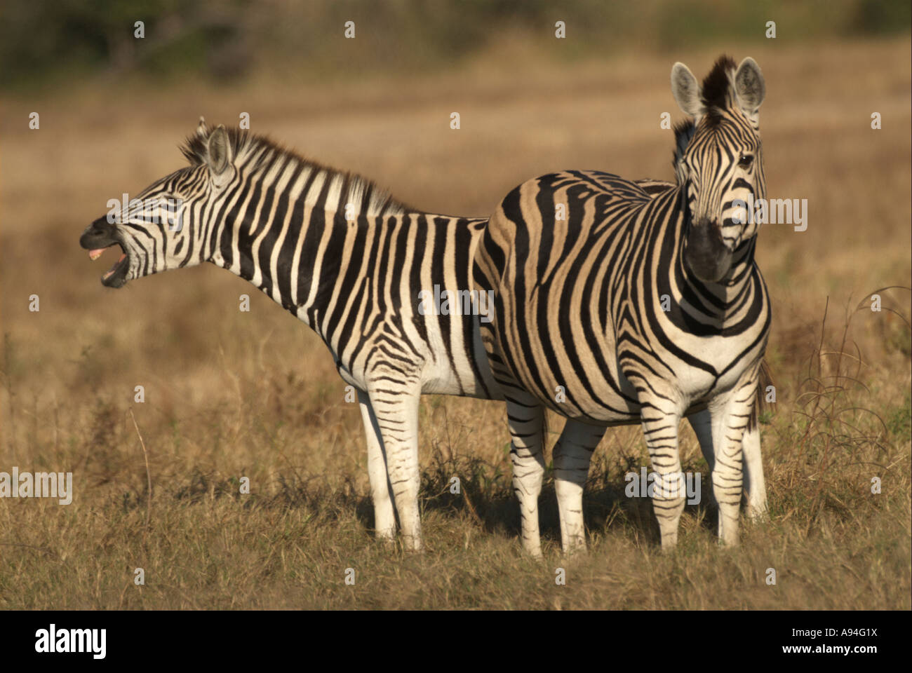 Two Burchells zebras standing with one neighing Sabi Sand Game Reserve Mpumalanga South Africa Stock Photo
