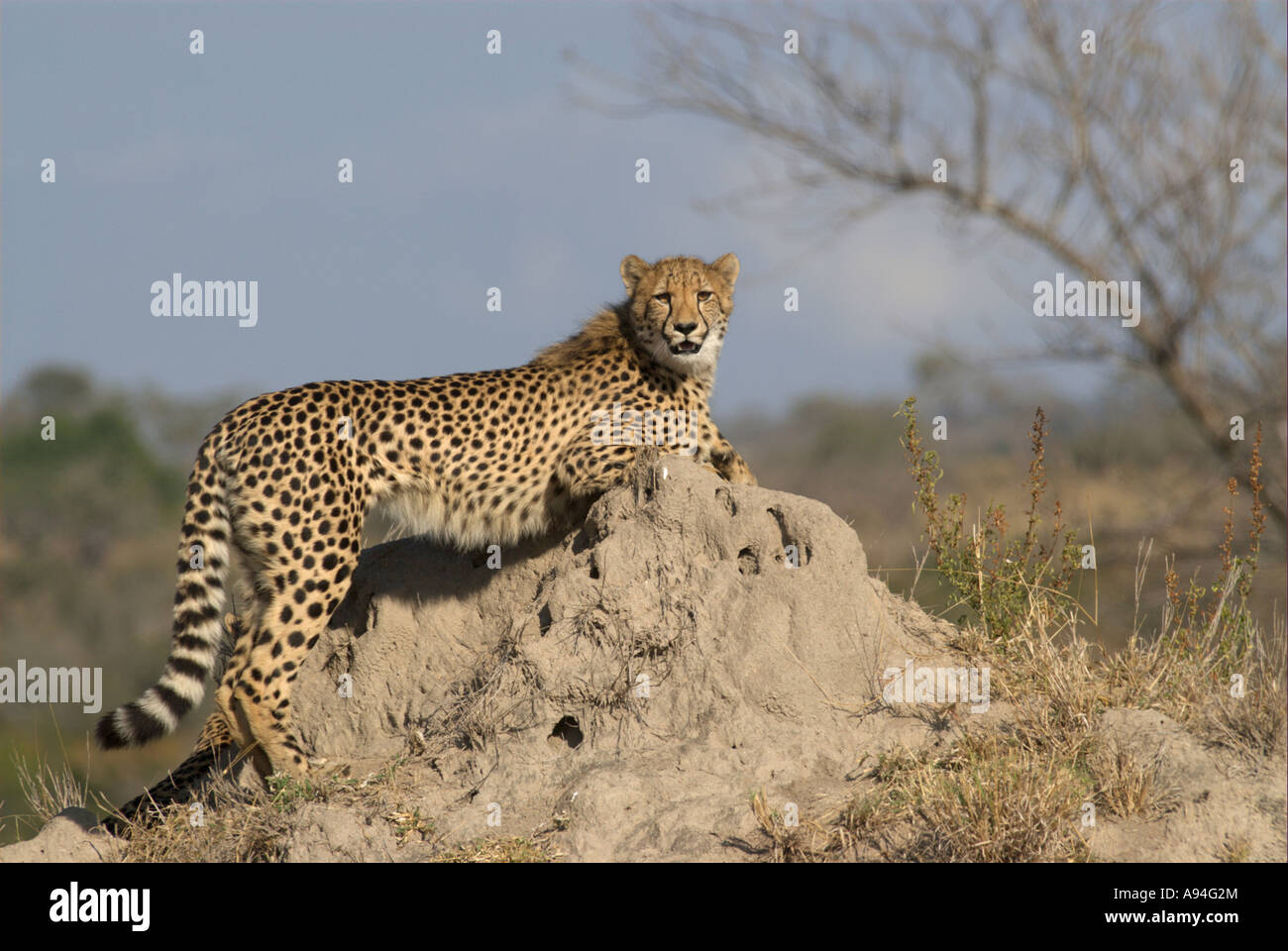Cheetah crouching on an anthill Londolozi Sabi Sand Mpumalanga South Africa Stock Photo