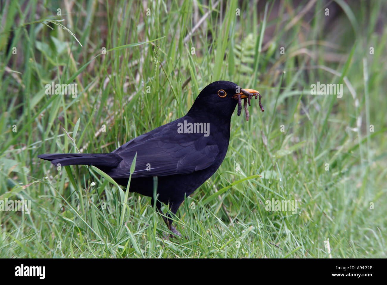 Blackbird Turdus merula hunting for food with beak full of worms with nice grassy background potton bedfordshire Stock Photo