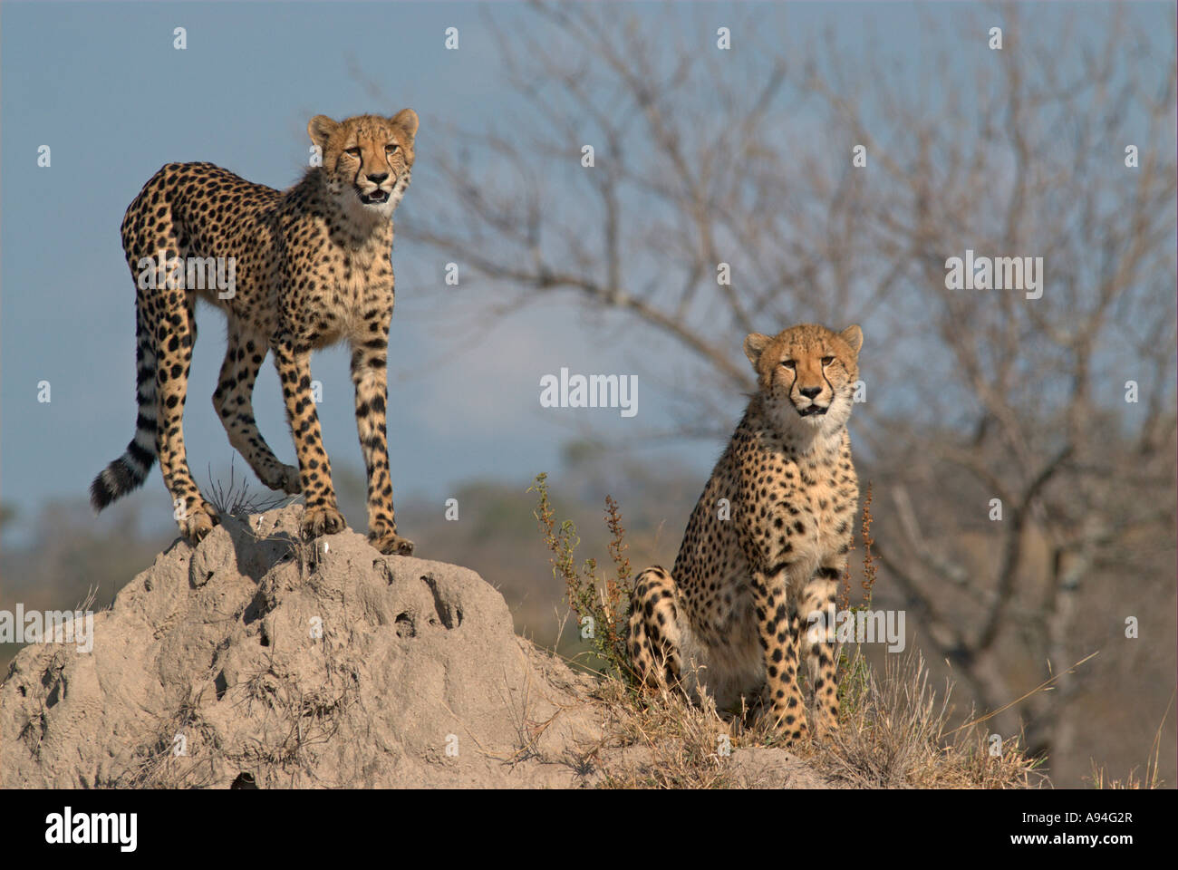 Two cheetah using an anthill as a vantage point Londolozi Sabi Sand Mpumalanga South Africa Stock Photo