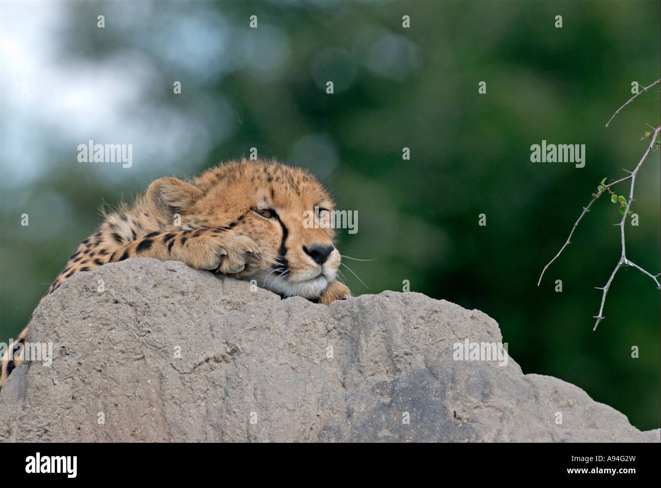 Cheetah resting its chin on an anthill Londolozi Sabi Sand Mpumalanga South Africa Stock Photo