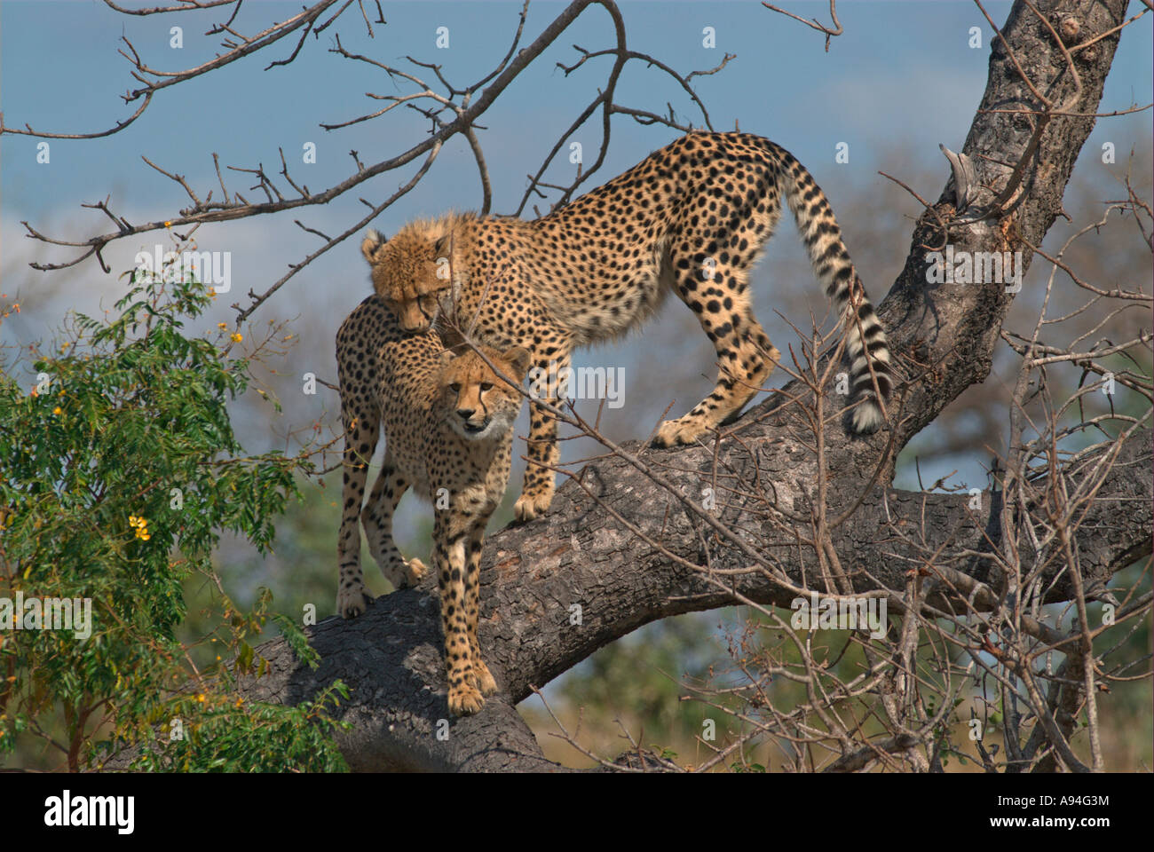 Two cheetah using a tree as a vantage point Londolozi Sabi Sand Mpumalanga South Africa Stock Photo