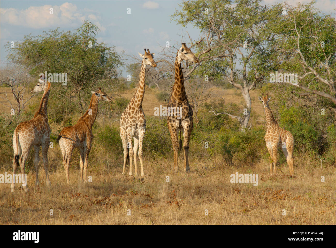 Giraffe herd looking in various directions Londolozi Sabi Sand Mpumalanga South Africa Stock Photo