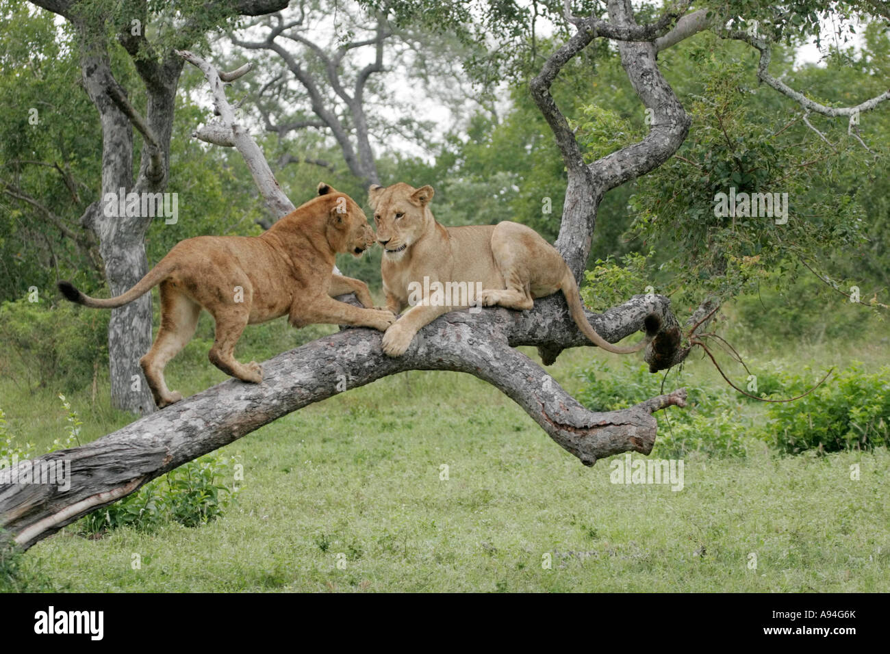 Two young lions playing on a fallen tree Nkhoro Sabi Sand Game Reserve Mpumalanga South Africa Stock Photo