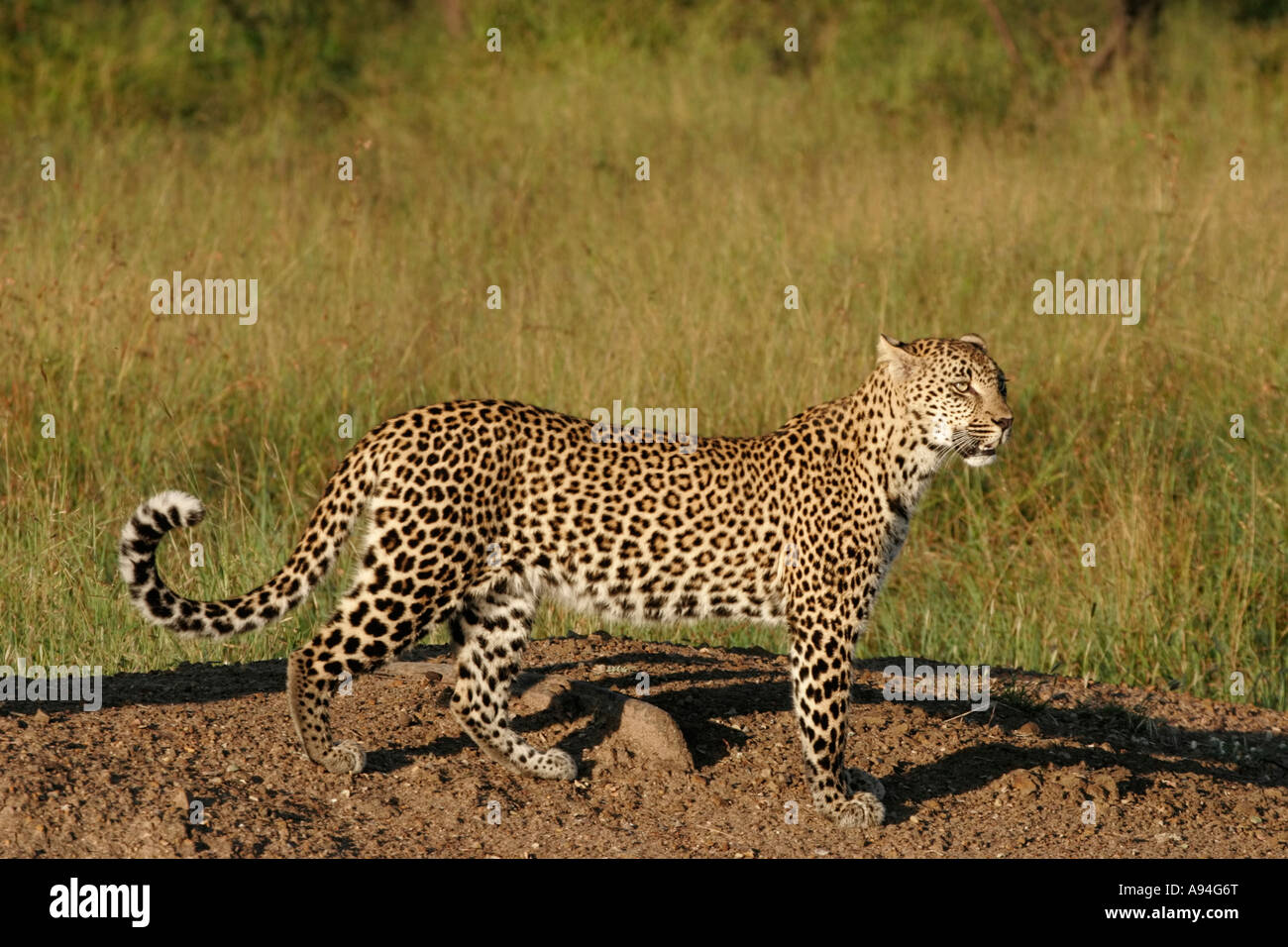 Leopard on a sunny afternoon Nkhoro Sabi Sand Game Reserve Mpumalanga South Africa Stock Photo