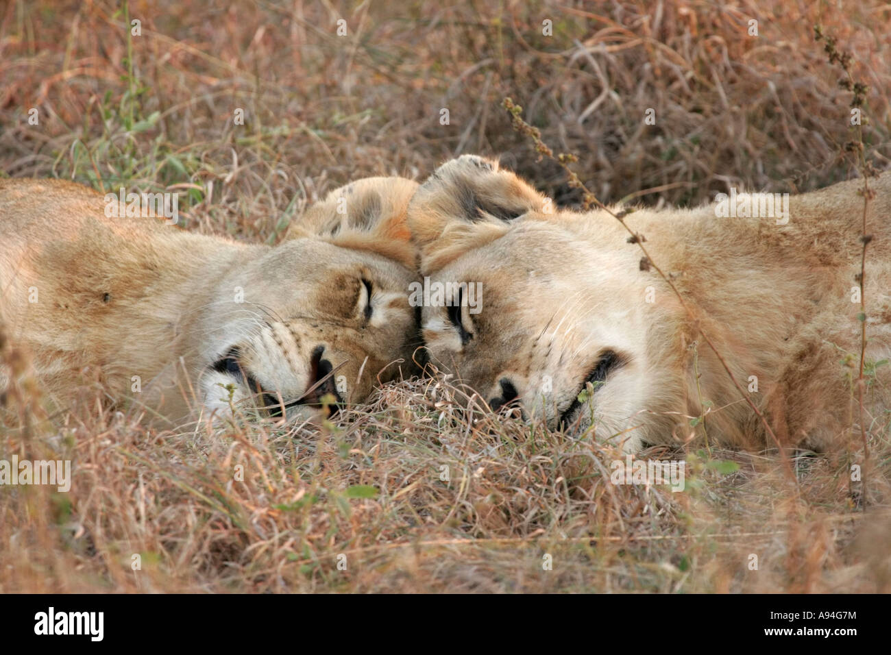 Two lions lying head to head Nkhoro Sabi Sand Game Reserve Mpumalanga South Africa Stock Photo