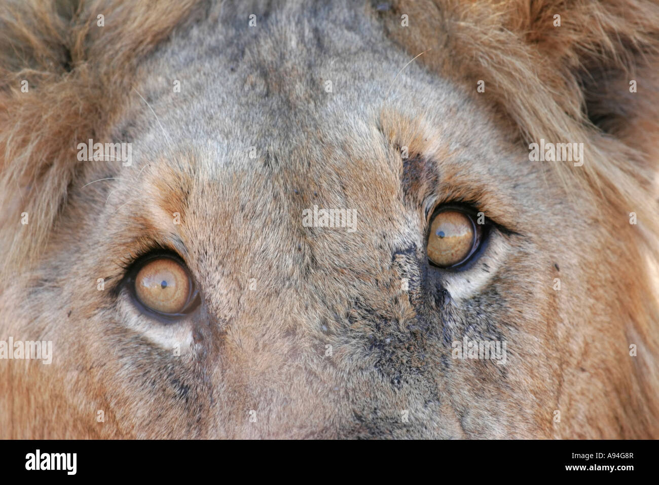 Close up photo of a male lion eye and face showing the definition in