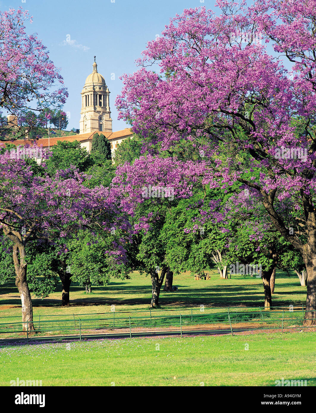 The top of the Union Buildings viewed through the gap between blossoming Jacaranda trees in