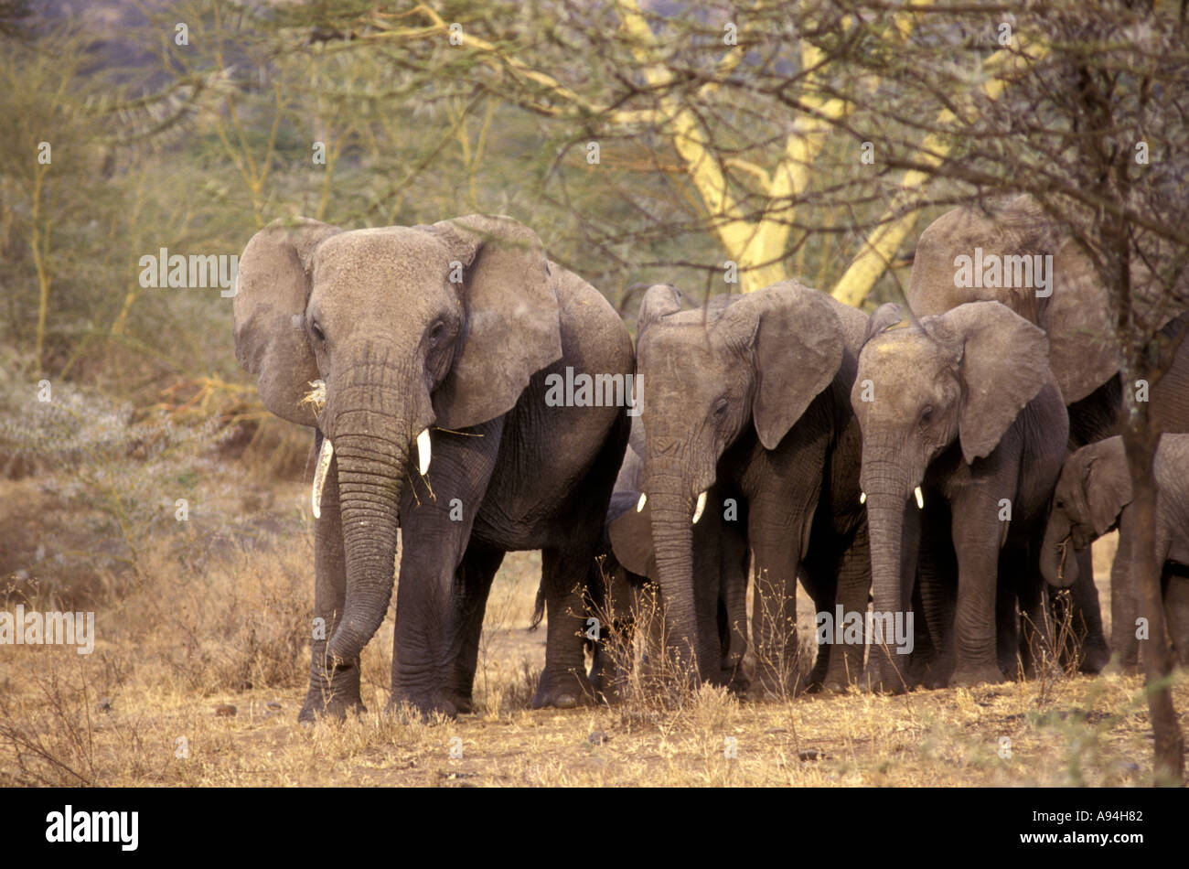 Family group of female elephants and calves in shade of tree in
