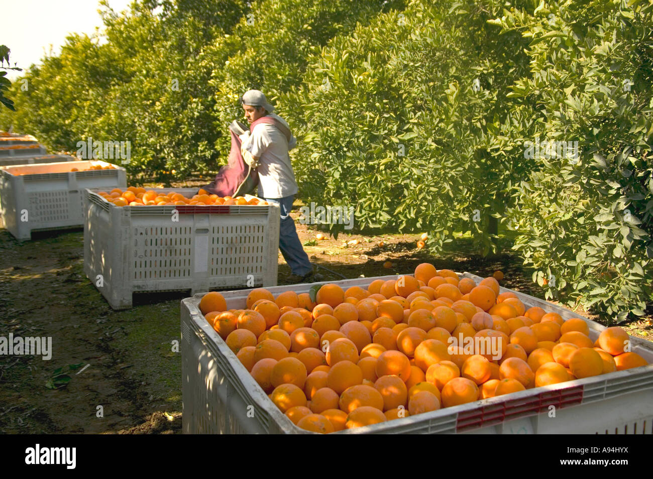 https://c8.alamy.com/comp/A94HYX/farm-worker-depositing-harvested-washington-navel-oranges-into-field-A94HYX.jpg