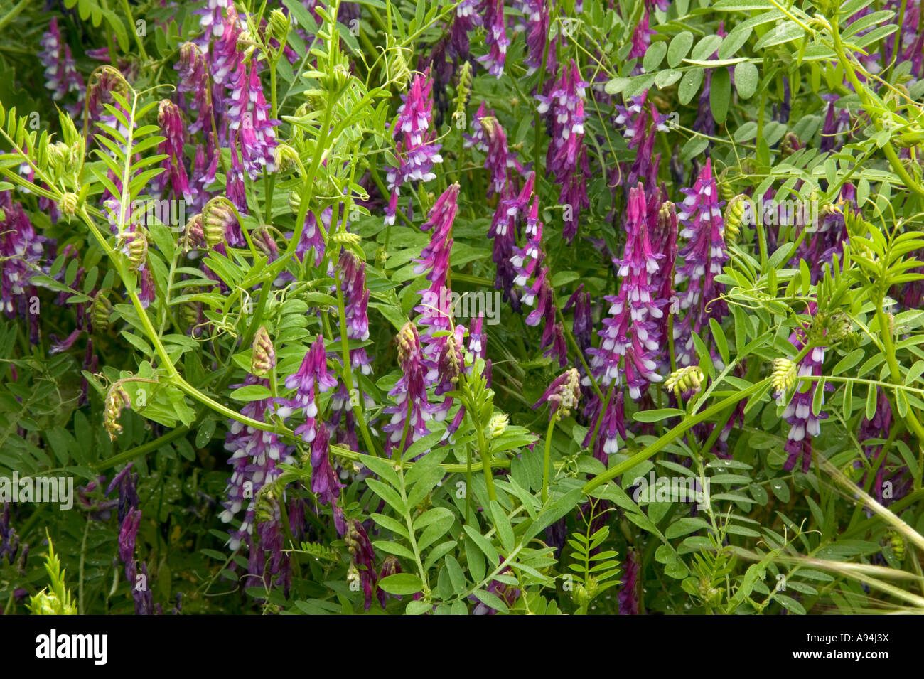 'Hairy Vetch' flowering, California Stock Photo