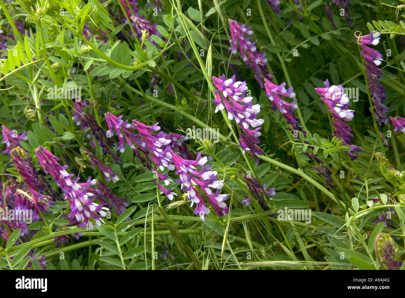 'Hairy Vetch' flowering, California Stock Photo