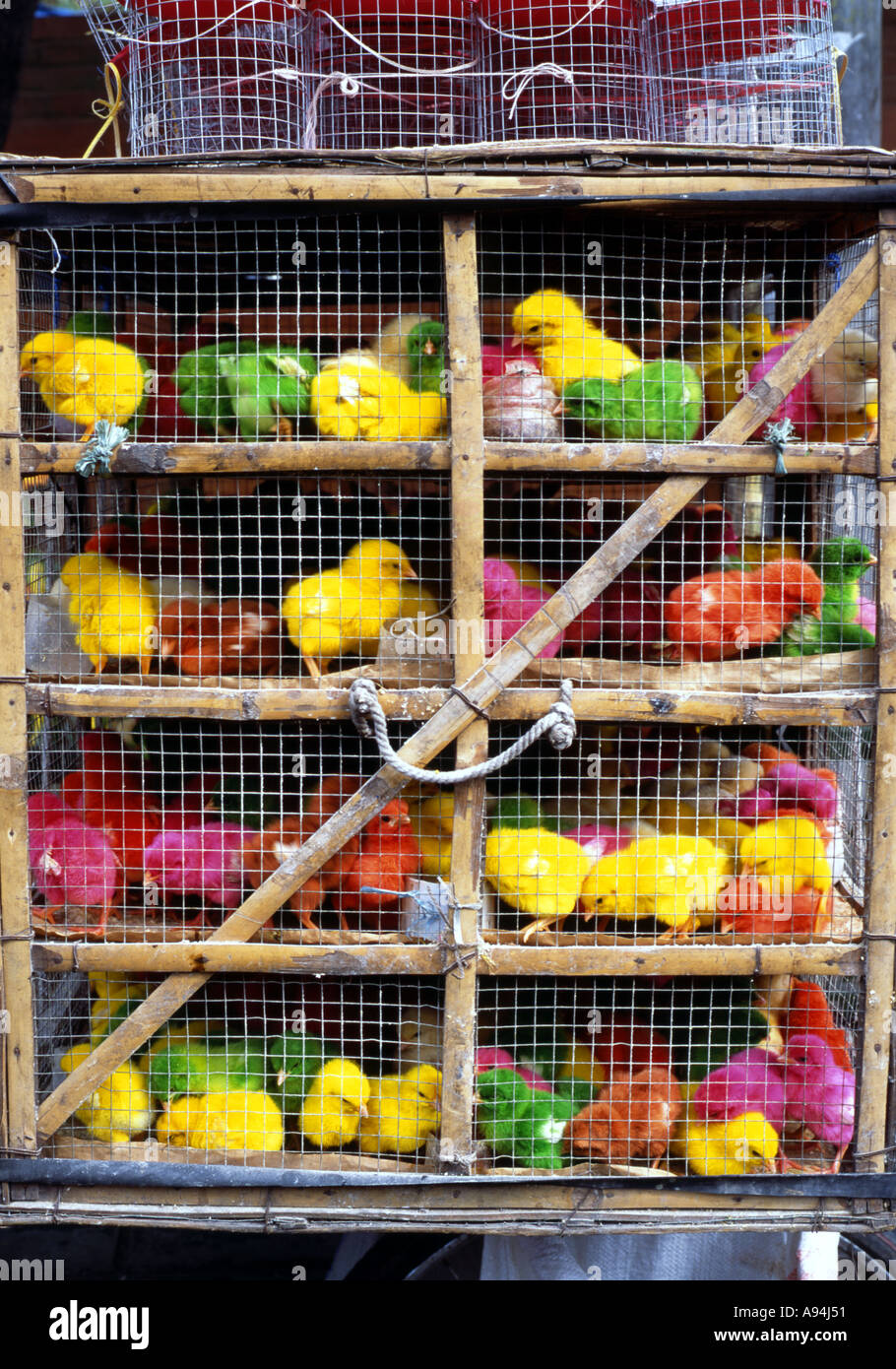 Coloured chicks for sale hires stock photography and images Alamy