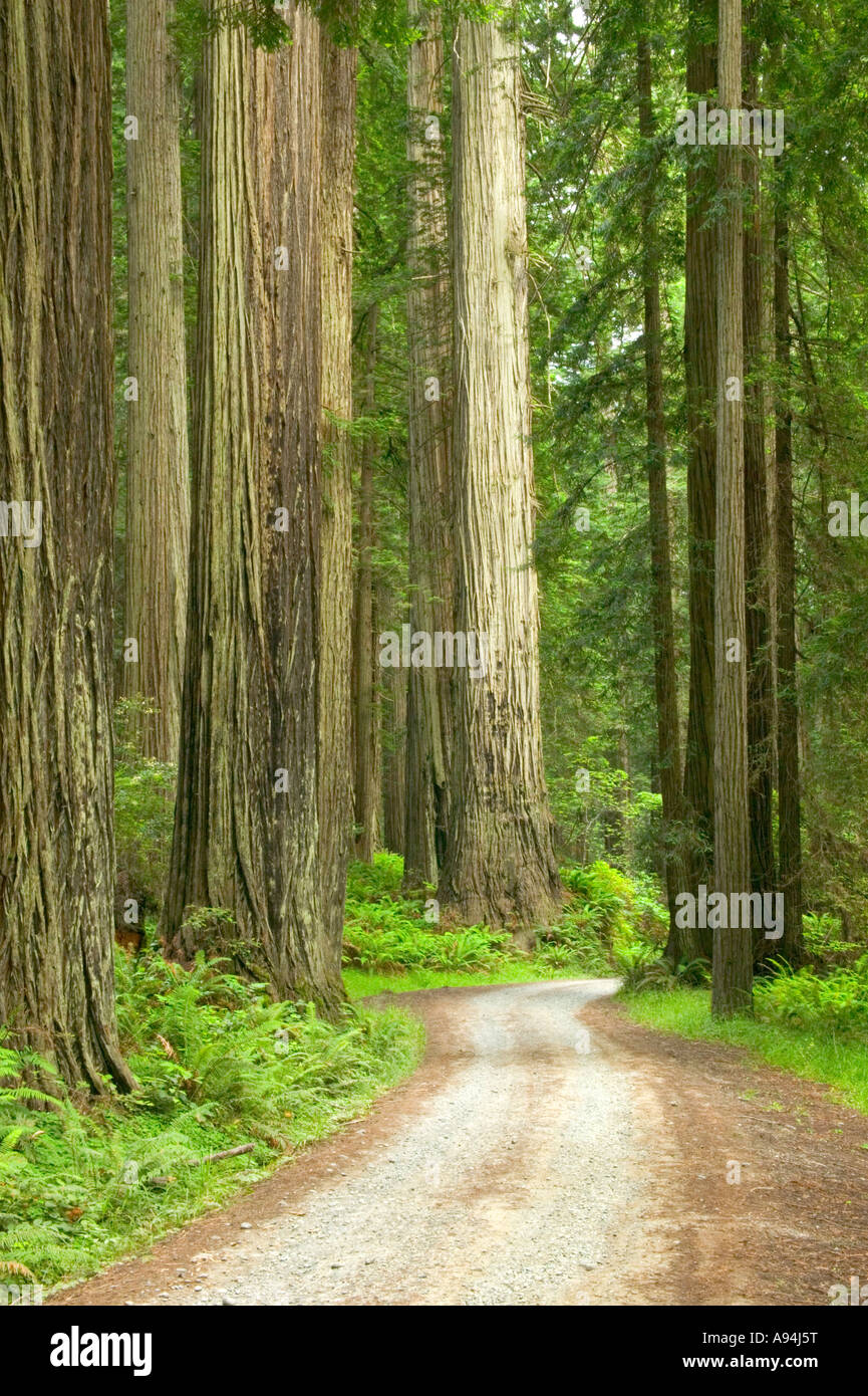 Redwood Forest, roadway,  Prairie Creek State Park. Stock Photo