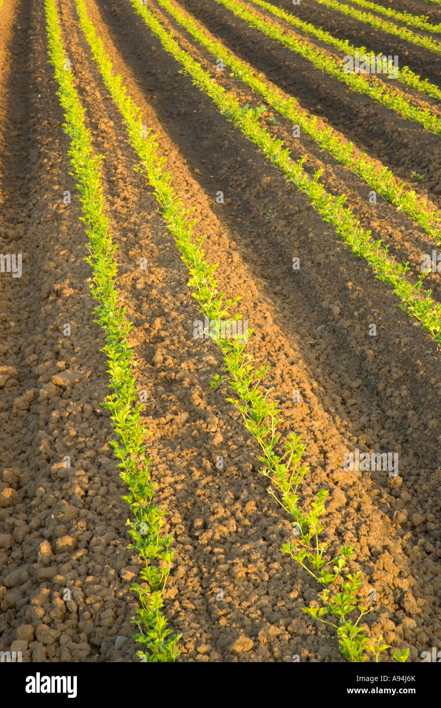 Young celery plants growing in agricultural field, California Stock Photo